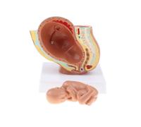 Modelli Di Feto Del 9° Mese Materiale Di Laboratorio Per Modelli Di Sviluppo