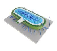 Modelli di per l'insegnamento della biologia Sussidi didattici per le
