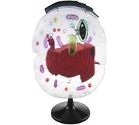 Modelli di struttura cellulare submicroscopica, modello di anatomia cellulare eucariotica, strumento didattico for esperimenti biologici, ingrandimento 20000 volte