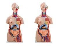 Modelli di torso anatomico umano da 85 cm, modello di torso, scheletro, cuore, set di 23 parti, organi rimovibili, corpo viscerale, torso bisessuale con schiena aperta per studenti, materiale didattic