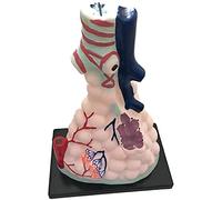 Modelli educativi Modello anatomico polmone Modello anatomico alveolare Modello anatomico dell'organo Umano Modello Scheletrico