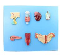 Modelli endocrini umani, ipofisi, tiroide, surrenali, testicoli, pancreas, pancreas, ovaia, per insegnamento medico e presentazione