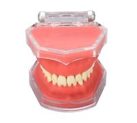 Modelli gengivali, modelli dentali Soft Oral Display Models, modelli dentali standard, strumenti didattici nella pratica gengivale