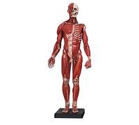 Modelli Medici, Figura Anatomica Umana, Modello anatomico muscoloscheletrico Maschile in Resina, Modello anatomico Umano, Modello anatomico Muscolare e osseo, per Studio di Disegno Artistico