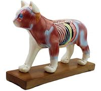 Modelli Medici, Modello educativo, Modello di agopuntura Animale, Modello anatomico Animale, Modello anatomico Cane/Gatto, Modello anatomico scientifico per Cani e Gatti, Anatomia Animale Medica