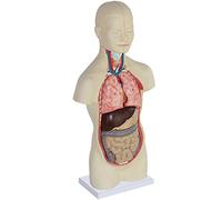 Modelli Modello di Anatomia del Torso Mini da 19 Pollici con 12 Parti Rimovibili Modello di assemblaggio anatomico di organi Umani Ottimo Modello di Anatomia Umana per Bambini