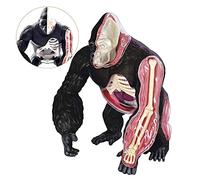 Modelli Modello Scheletro Modello Anatomico, Modello Orangutan - Modello Anatomico Animale - Modello Anatomico Struttura dell'organo della Scimmia Silverback - Modello di Insegnamento Medico
