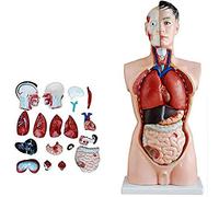 Modelli Scheletro anatomico 85 cm, Modello anatomico, Torso Umano 19 Pezzi, Mini Anatomia degli organi Corpo sussidi didattici Medici