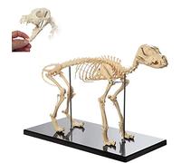 Modelli Scheletro anatomico, Anatomia dello Scheletro Gatto, Gatto con Supporto in plastica, Modello anatomico dello Scheletro osseo Gatto lezioni veterinarie, Strumento dimostrativo (60 x 20 x 30