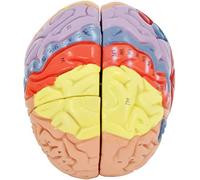 Modelli Scheletro anatomico, Modelli Naturali Scheletro Zerebral Anatomie Muster 2X Brain-Modell für Neurowissenschaften, Hirnanatomisches Modell für Psychologie-Gehirn-Innenstruktur, h?lzerne Unte