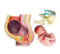 Modelli Scheletro anatomico Modello educativo, 27 Pezzi Modello Bacino in Gravidanza Modello anatomico Gravidanza Umana Corpo in Gravidanza Modello anatomico Umano 4D Puzzle Giocattolo Educazione