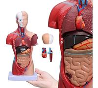 Modelli Scheletro anatomico Modello educativo, Modello Corpo Umano 28 cm Anatomia Torso 15 Parti Rimovibili Scheletro viscerale Cervello 11 Pollici Assemblaggio anatomico Modello organi Umani anat