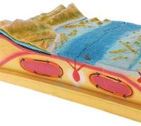 Modelli scientifici del terreno della placca tettonica geografica 3D,