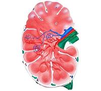 Modelli scientifici di anatomia umana Modello di anatomia avanzata for studio di biologia medica Aiuto con la formazione for studenti di medicina Strumento didattico