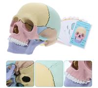 Modellino Anatomico Cranio Teschio Per Studio Anatomia Modello Umano