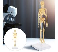 Modellino Corpo Umano Per Bambini Manichino Da Disegno Giocattolo