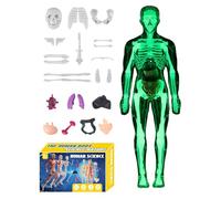 Modellino di anatomia 3D per bambini - Torso anatomico umano per assemblaggio - Giocattoli educativi di montaggio anatomico per studenti insegnanti classi homeschooling bambini ragazze