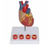 Modello 1:1 del Cuore Umano, Modello della Struttura Cardiovascolare Divisa in 2 Parti, Modello Dimostrativo Medico, Strumenti per L'educazione Medica, Modello Dimostrativo