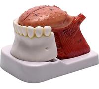 Modello 1:1 della lingua umana e dei denti inferiori, modello di visualizzazione orale dei denti della lingua e della mandibola a grandezza naturale, strumento didattico orale mandibolare
