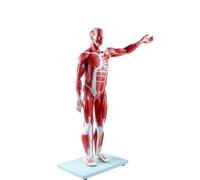 Modello 1/2 replica di muscolo e scheletro umano, modello anatomico staccabile in 27 parti for l'insegnamento e l'apprendimento educativo