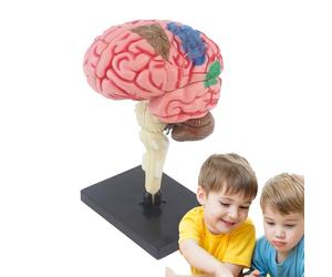 Modello 3D del cervello - PVC | Mo-del anatomico insegnamento Med Mo-del con base di visualizzazione Codice colore Anatomia Modello Arteria Cervello | Neuroscienze Psicologia didattico per lo