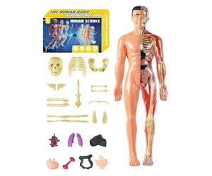 Modello 3D del corpo umano - ABS 10 x 28,5 cm | Giocattolo STEM da assemblare anatomico del torso umano con rimovibili | interattivo per l'apprendimento 'anatomia per educatori