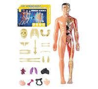 Modello 3D del corpo umano - educativo di anatomia per bambini e studenti | Costruzione in ABS con rimovibili e ossa per studio domestico, lezioni scientifiche e progetti di studio