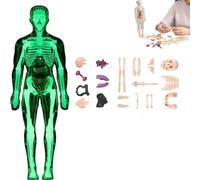 Modello 3D Del Corpo Umano For Bambini, Giocattolo Anatomico Trasparente Dello Scheletro Con Organi Rimovibili, Kit Scientifico Educativo STEM For L'apprendimento In Classe E A Casa(Style3)