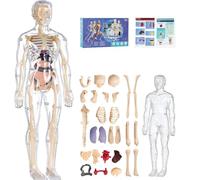 Modello 3D Del Corpo Umano For Bambini, Giocattolo Anatomico Trasparente Dello Scheletro Con Organi Rimovibili, Kit Scientifico Educativo STEM For L'apprendimento In Classe E A Casa(Style1)