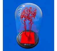 Modello 3D Dell'arteria Cerebrale Del Vaso Sanguigno, Modello Dell'arteria Intracranica A Grandezza Naturale, Vascolare Dell'intero Cervello Ad Alta Precisione, Display For L'educazione Vascolare