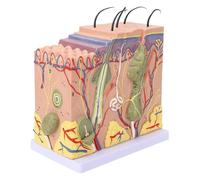 Modello 3D di Anatomia della Pelle Umana, Struttura del Tessuto Cutaneo, Modello di Ingrandimento 50X, Follicoli Piliferi, Sudorazione, Tessuto Adiposo E Altro