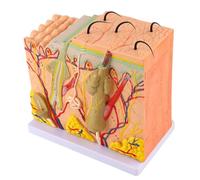 Modello 3D di ingrandimento 50X della pelle umana per l'istruzione migliorata di biologia e dermatologia