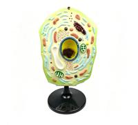 Modello 3D Ingrandito di Cellula Vegetale Smontabile con Base per Biologia | Cloroplasti, Nuclei Cellulari, Biomembrane, Modelli di Cellula Animale, Rilievi 3D, PVC, per Dimostrazioni in Classe