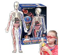 Modello 4D Del Torso Umano - 32 X 15 X 6 Cm, Scheletro Di Anatomia Trasparente, Giocattolo Educativo | Modello Scientifico Luminoso Del Corpo Umano Per Imparare L'Orso E L'Osso