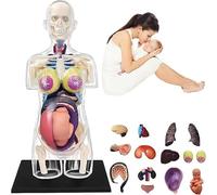 Modello 4D Torso Gravidanza Completamente Trasparente, Modello Torso Scheletro Anatomia Umana, 41 Parti Staccabili, Strumento Didattico Anatomia Del Corpo Della Donna Incinta For La Visualizzazione