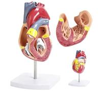 Modello a cuore umano per anatomia, modello a forma di cuore anatomia 1:1 a grandezza naturale, smontabile, 2 pezzi con 34 segni anatomici e stabile supporto in PVC, per lezioni scolastiche e