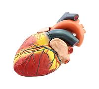 Modello a forma di cuore, ingrandito 4X, anatomico per insegnamento di anatomia cardiaca, strumento educativo scientifico rimovibile con segno digitale