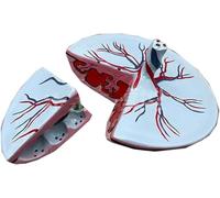 Modello a grandezza naturale del cordone ombelicale della placenta per | Modello di educazione anatomica a grandezza naturale della placenta e del cordone ombelicale per la formazione medica e