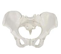 Modello a grandezza naturale dello scheletro pelvico femminile | Per la didattica scientifica e lo studio(Male)