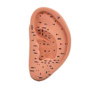 Modello a orecchie Studio educativo educativo Assistenza didattica multiuso