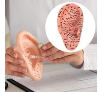 Modello a orecchie Studio educativo educativo Assistenza didattica multiuso