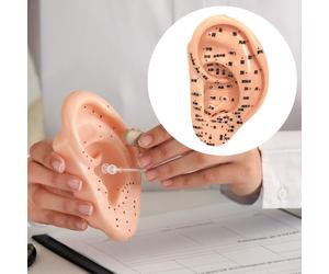 Modello a orecchie Studio educativo educativo Assistenza didattica multiuso