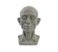 Modello a testa piatta per schizzi di ritratti di giovani, piccole statue | Materiale in resina gesso, strumento didattico per schizzi, set da 1 pezzo, caratteristiche dettagliate del viso