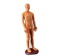 Modello Acupoint Maschile Con Punti Cinesi Modello Acupoint Femminile Con Punto Cinese Per La Guida Studio Anatomia Apprendimento Degli Studenti E Principianti