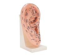 Modello Agopuntura Auricolare, Supporto per Insegnamento Massaggio | Materiale ABS Premium Etichette Chiare Salone di Bellezza Scuola Massaggio Aiuto Didattico