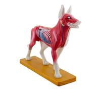 Modello agopunturato Cane Anatomia Modello Biologia Anatomia Medici Insegnamento per l'insegnamento veterinario Strumento di dimostrazione Anatomico Addestramento degli animali