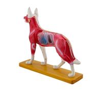 Modello agopunturato Cane Anatomia Modello Biologia Anatomia Medici Insegnamento per l'insegnamento veterinario Strumento di dimostrazione di aiuto canino Forniture scolastiche