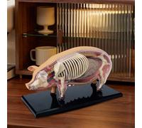 Modello Anatomia Animale | Modello di Anatomia Suina Veterinaria - Giocattolo Dimostrativo Scientifico Smontabile - Per Studenti Cliniche Veterinarie Laboratorio Apprendimento Pratico