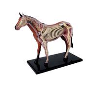 Modello Anatomia Del Cavallo Con Organi Completamente Staccabili Parti Del Corpo Realistico Anatomico Cavallo Bambino Insegnamento Medico Giocattolo Anatomia