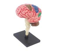Modello Anatomia Del Cervello Umano Educativo Modello Anatomia Del Cervello Umano Con Parte Del Corpo Degli Organi Staccabili Per Adolescenti Per Bambini 7-14 Modello Cerebrale Anatomico Con